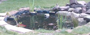 Ducks in Pond