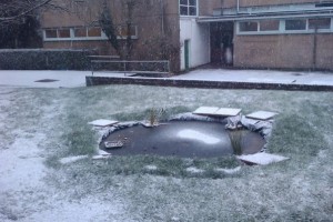 School pond in the snow
