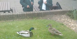 Ducks and Students
